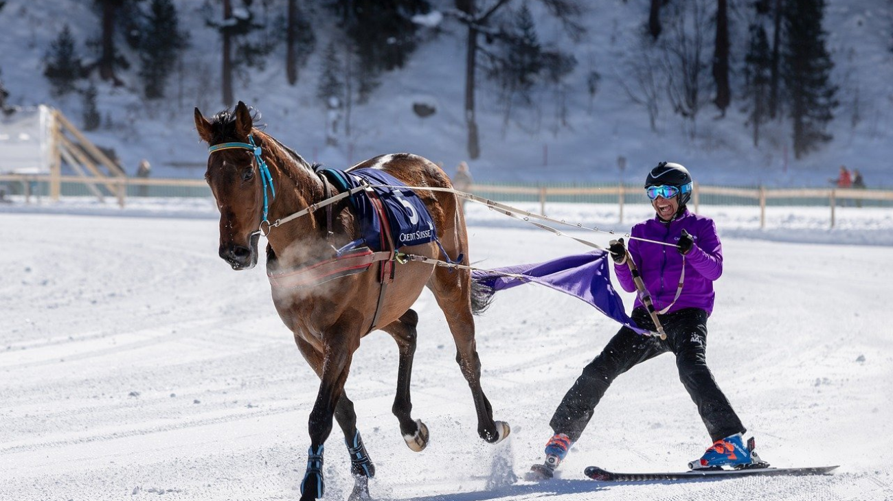 hobune jookseb üle lumise raja, vedades enda järel suusatajat